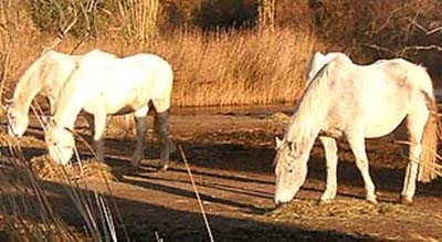 Zur Camargue gehören natürlich die weißen Pferde. Fotos: Koch